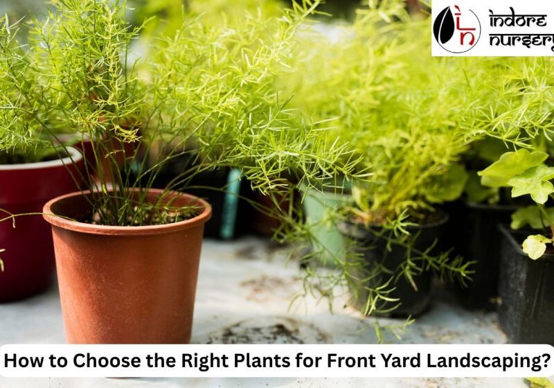 front yard Landscaping