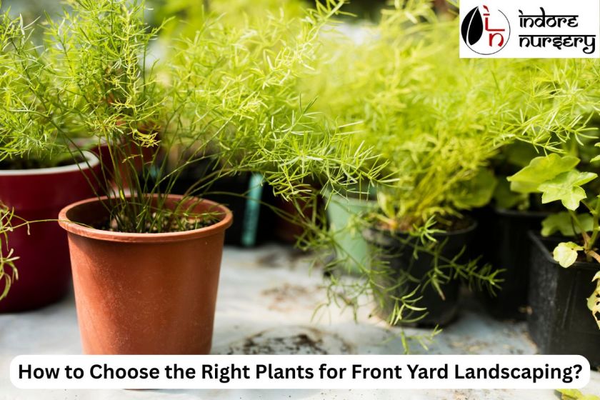 How to Choose the Right Plants for Front Yard Landscaping?