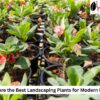 landscaping plants