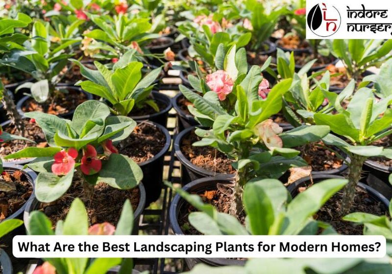 landscaping plants