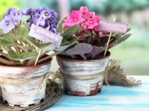 Gifts plants