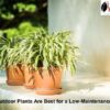 Best Outdoor Plants