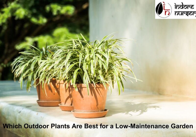 Best Outdoor Plants