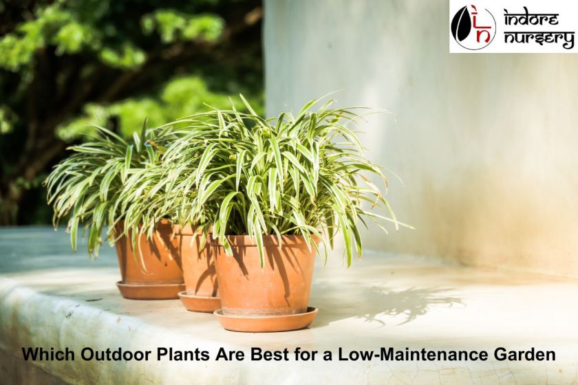 Which Outdoor Plants Are Best for a Low-Maintenance Garden?