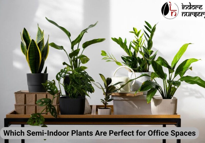Semi-Indoor Plants