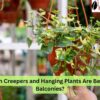 Creepers and Hanging Plants