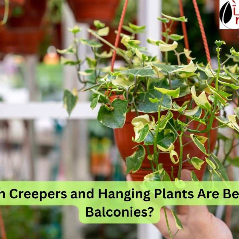 Creepers and Hanging Plants