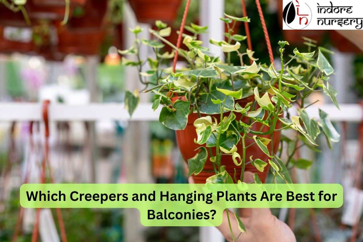 Which Creepers and Hanging Plants Are Best for Balconies?