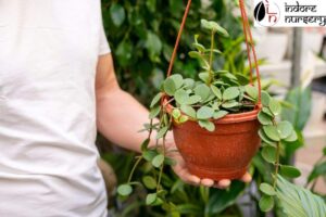 Creepers and Hanging Plants