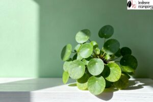 low maintenance plants