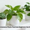 low maintenance plants