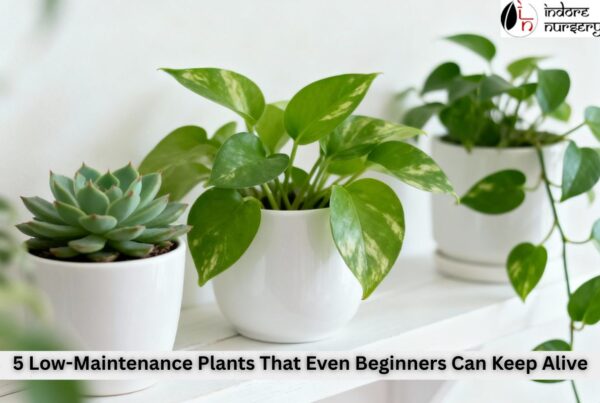 low maintenance plants