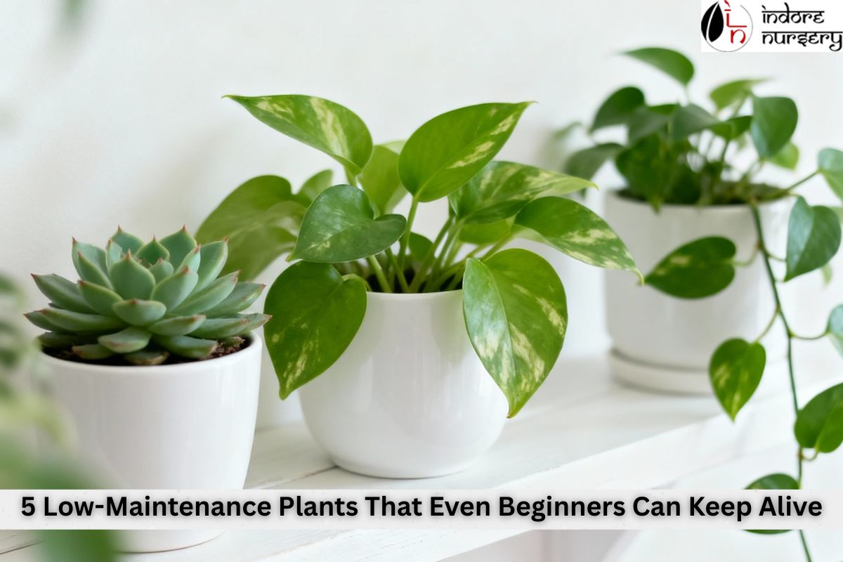 5 Low-Maintenance Plants That Even Beginners Can Keep Alive