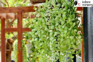 Creepers plants for home