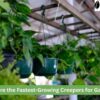 Fastest growing creepers plants for home