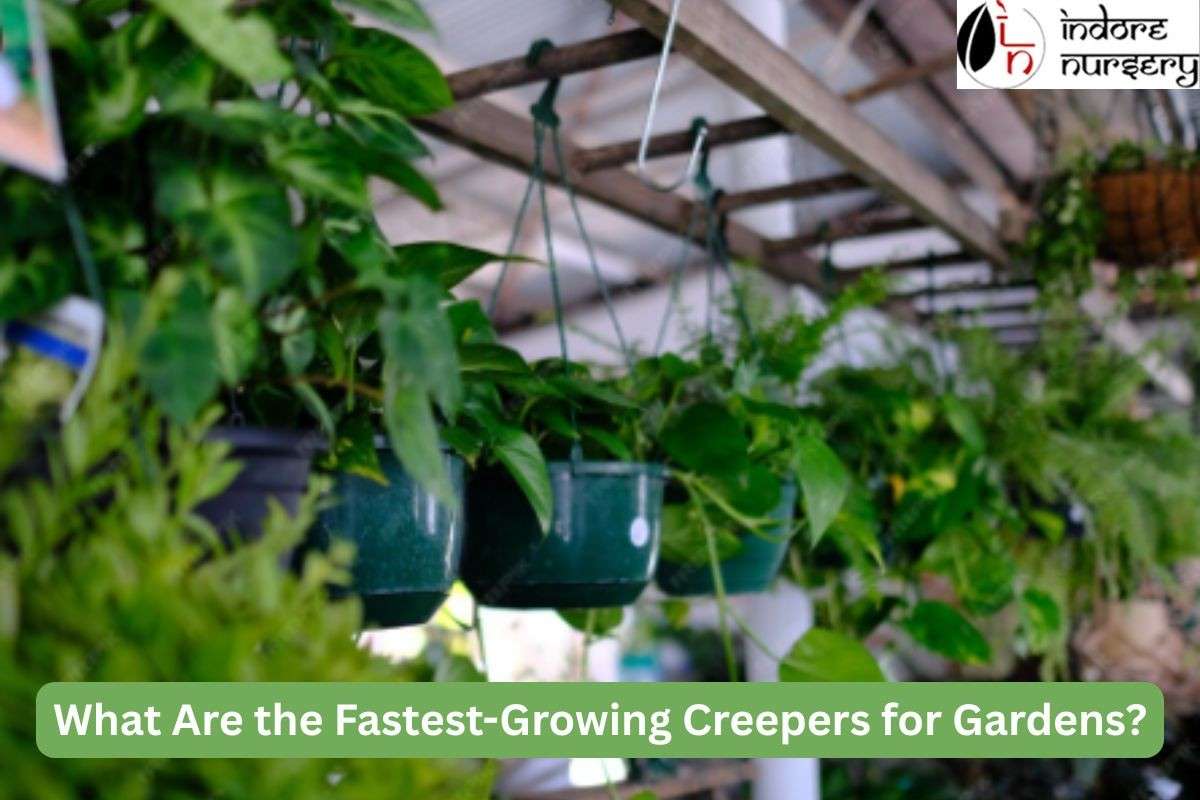What Are the Fastest-Growing Creepers for Gardens?