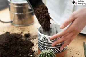 Choosing the right pot