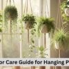 Indoor Care Guide for Hanging Plants.