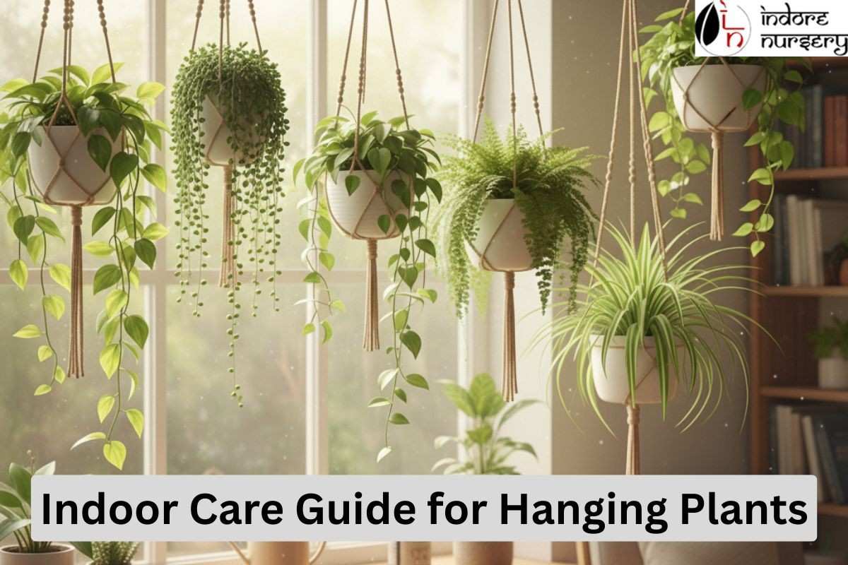 Indoor Care Guide for Hanging Plants