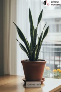 Low-Maintenance snake plant
