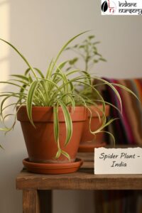 Low-Maintenance Spider plant