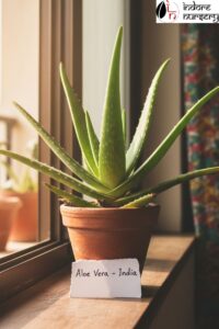 Low-Maintenance alo vera