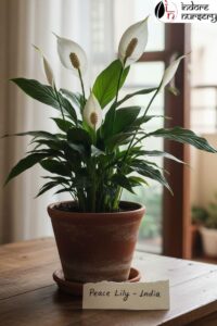 Low-Maintenance peace lily