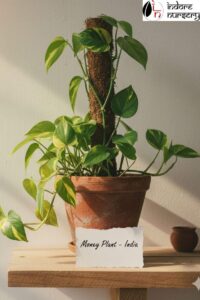 Low-Maintenance Money plant