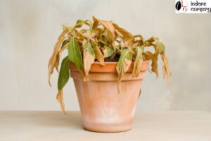 Guide for plant