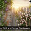 Outdoor Walls and Fences Best Creeper Plants
