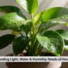 Plants