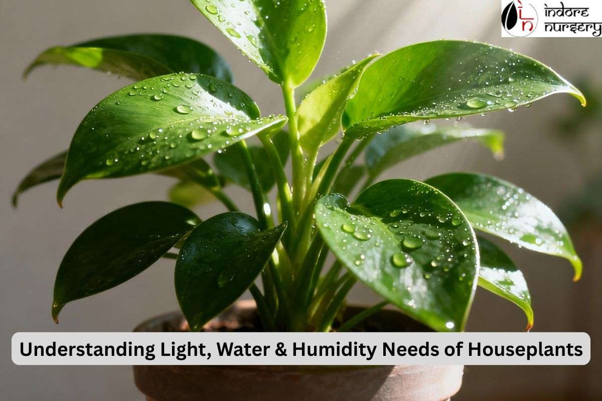 Understanding Light, Water & Humidity Needs of Houseplants