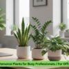 Low-Maintenance Plants for Busy Professionals For Office Spaces