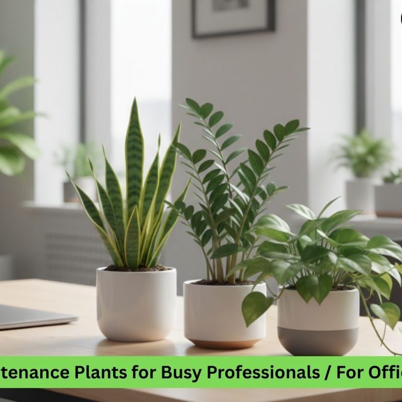 Low-Maintenance Plants for Busy Professionals For Office Spaces