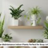 7 Low Maintenance plants