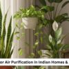 Top Plants for Air Purification in Indian Homes & Apartments