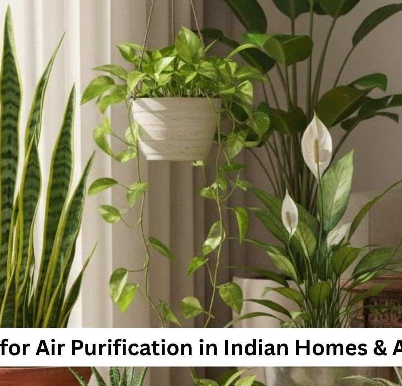 Top Plants for Air Purification in Indian Homes & Apartments
