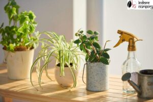 House plants