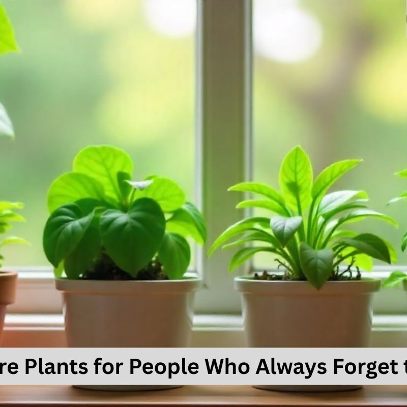 Plants for People