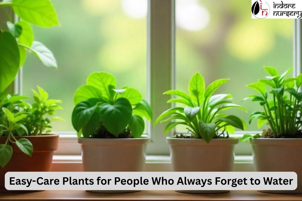 Easy-Care Plants for People Who Always Forget to Water