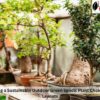 Creating a Sustainable Outdoor Green Space: Plant Choices and Layouts