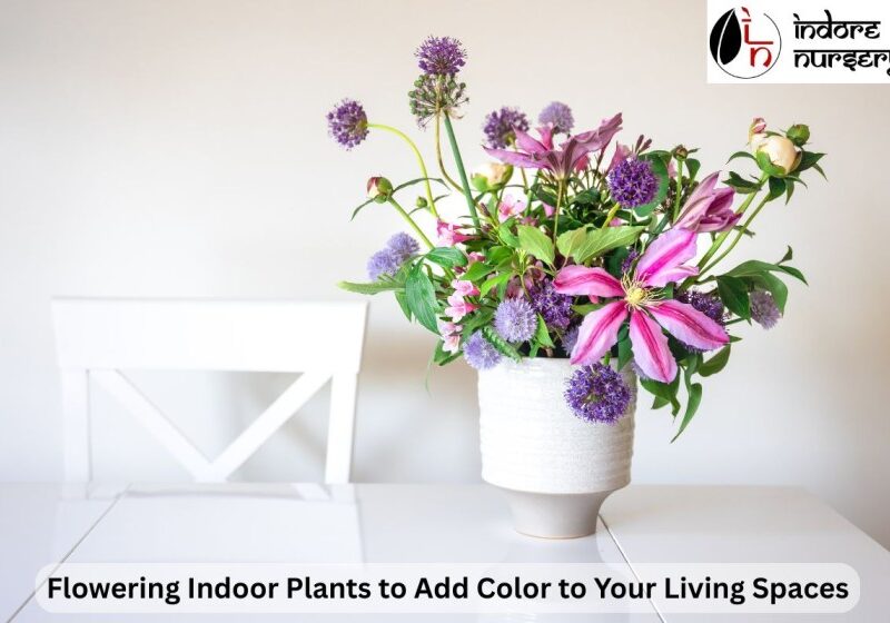 Flowering Indoor Plants