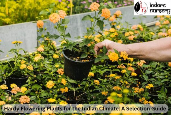 hardy flowering plants