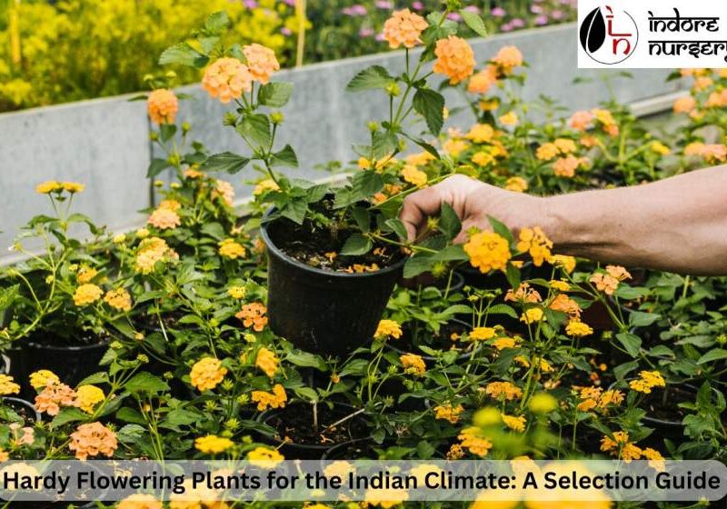 hardy flowering plants