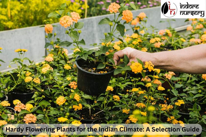 Hardy Flowering Plants for the Indian Climate: A Selection Guide