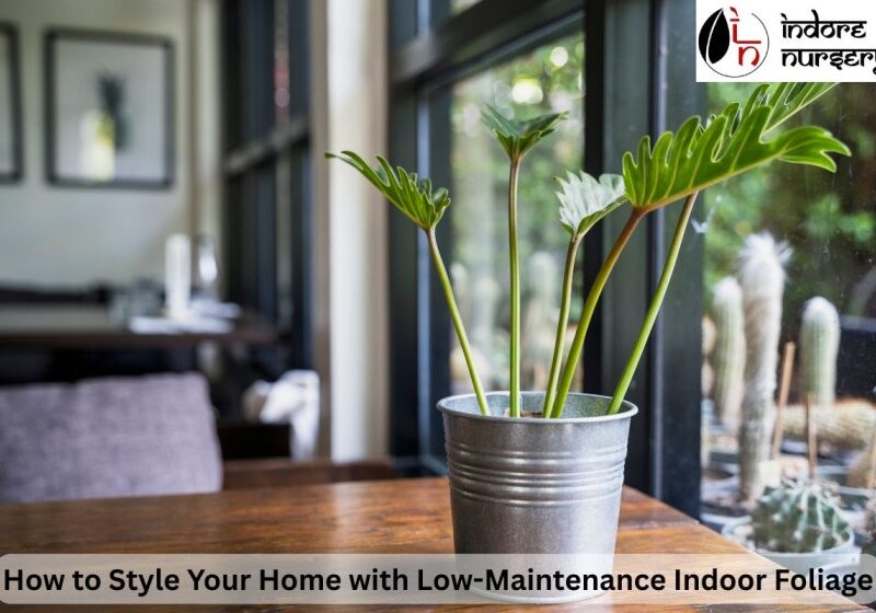 Low-Maintenance Indoor