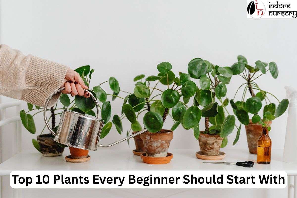 Top 10 Plants Every Beginner Should Start With