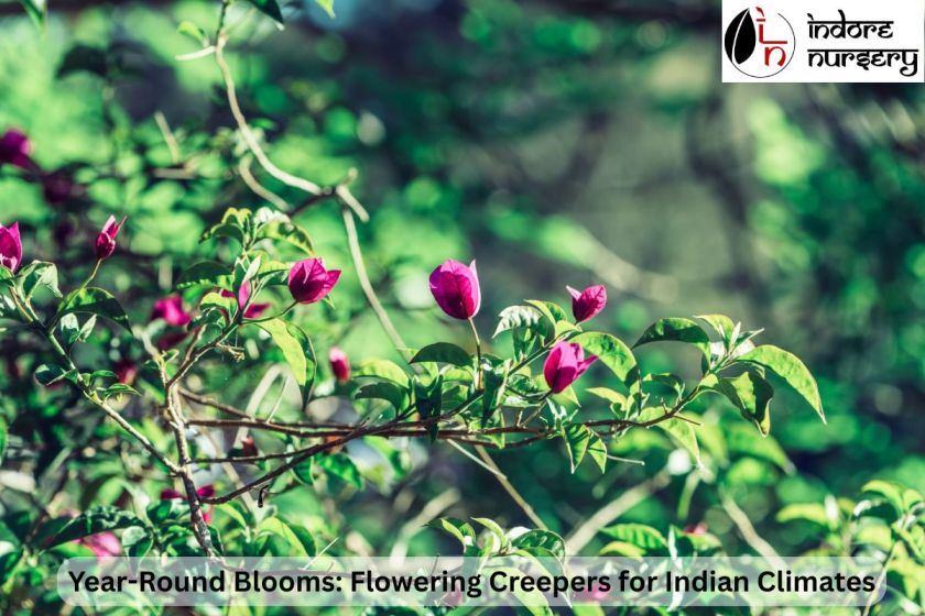 Year-Round Blooms: Flowering Creepers for Indian Climates