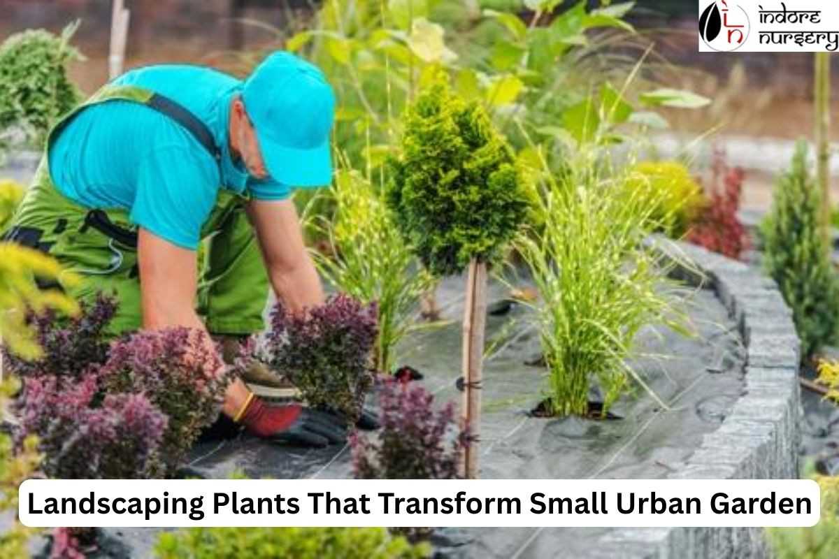 Landscaping Plants That Transform Small Urban Garden