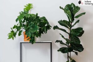 semi - indoor plants